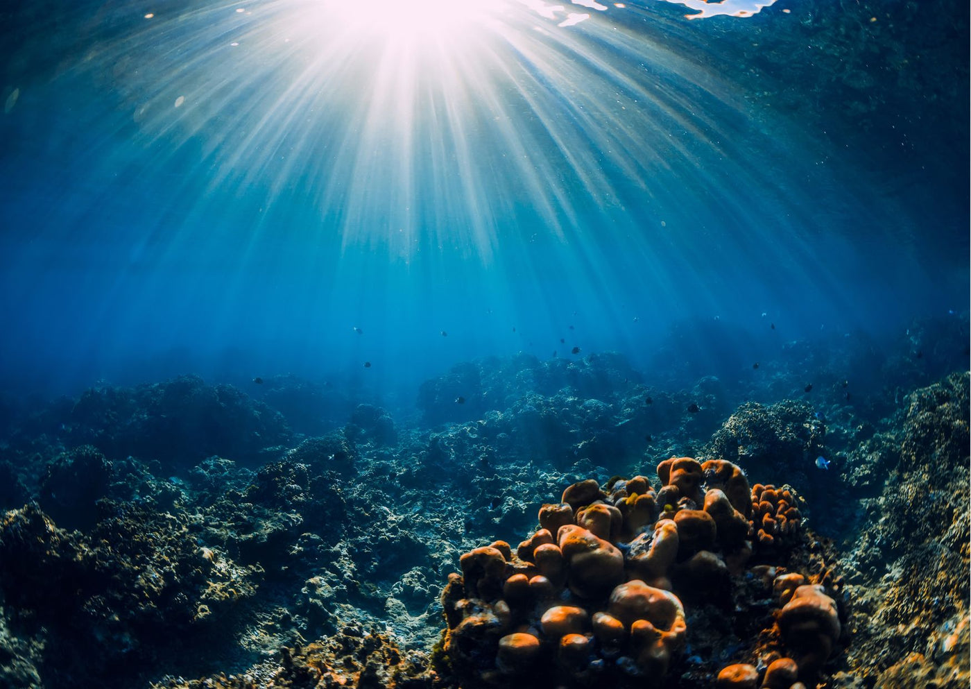 World Ocean Day 2023: Are Oceans The Most Overlooked Area of Global Conservation?